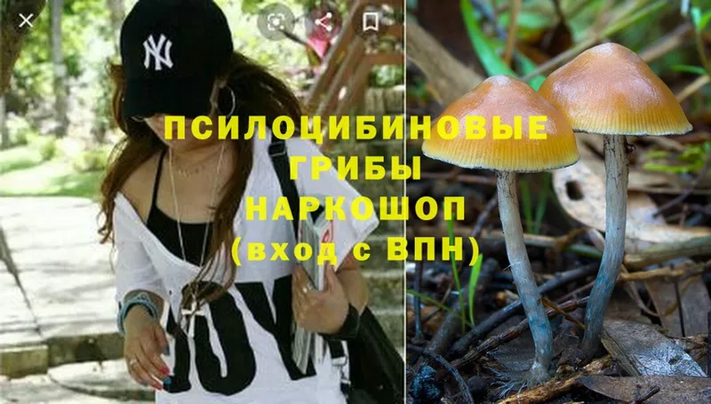 Галлюциногенные грибы Psilocybe  площадка какой сайт  Далматово 